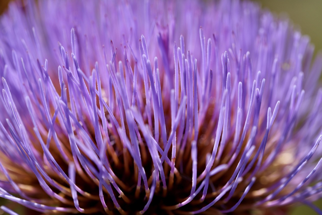 entdecken sie alles über artischocken: gesundheitliche vorteile, zubereitungstipps und leckere rezepte. erfahren sie, warum artischocken teil einer ausgewogenen ernährung sein sollten.