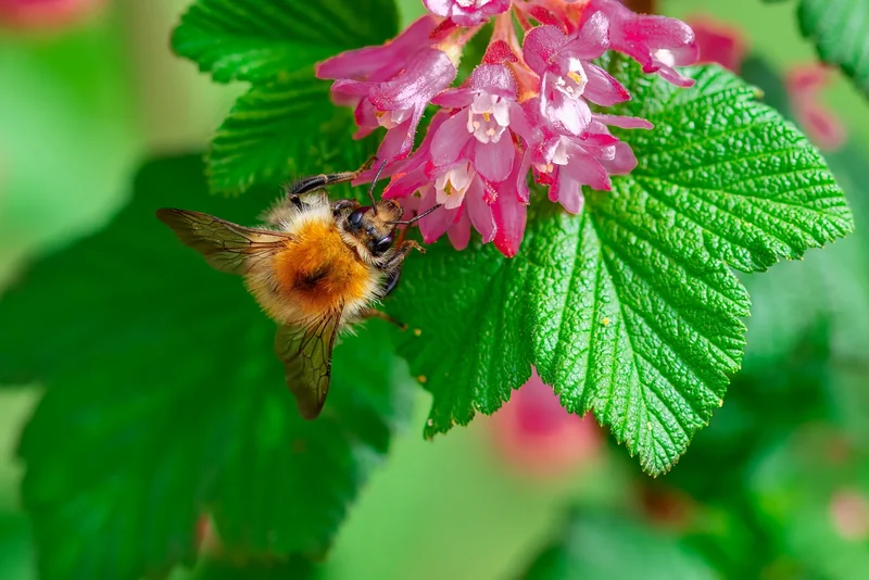Die besten Rosenkohl Rezepte 2026: Leckere Ideen für jeden Geschmack